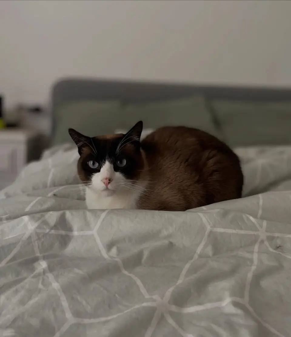Cat Sitting