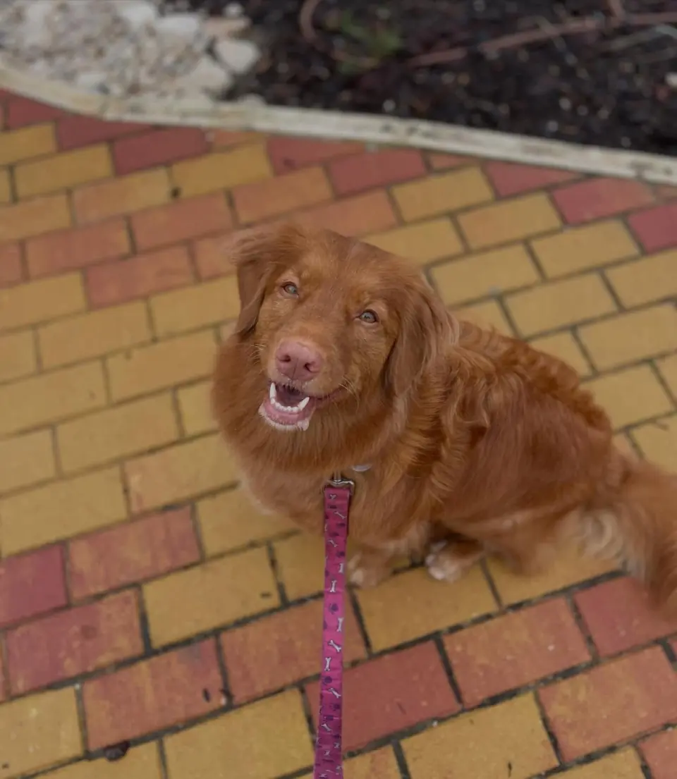 Dog Walking