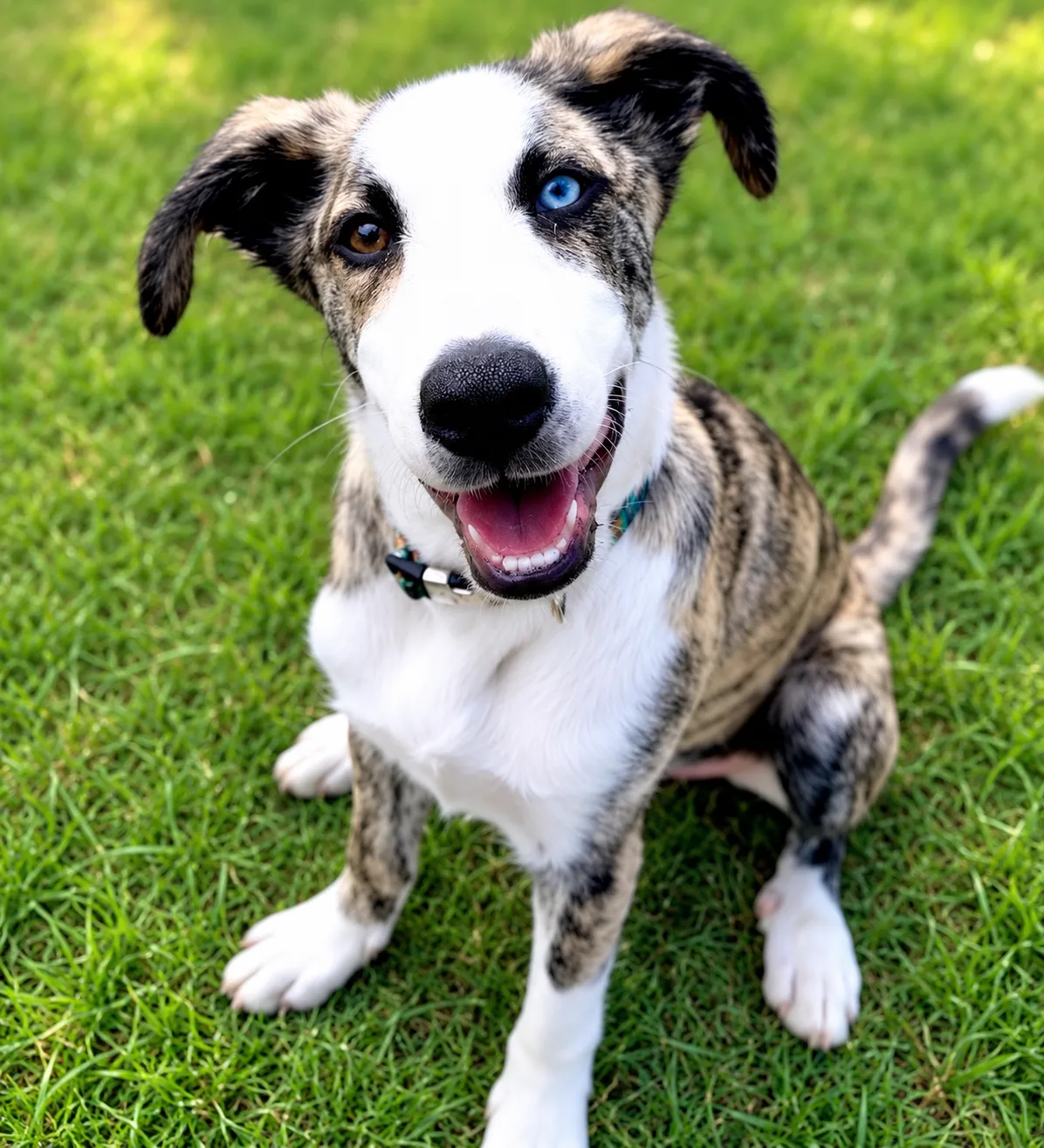 Happy dog sitting in grass in Santo Isidoro / Ericeira